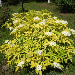 Sambucus nigra 'Aurea'