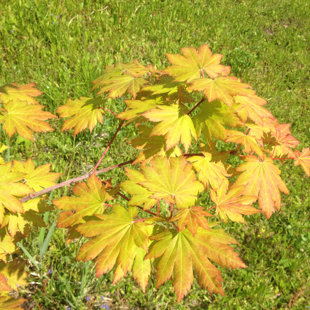 Acer pseudosieboldianum