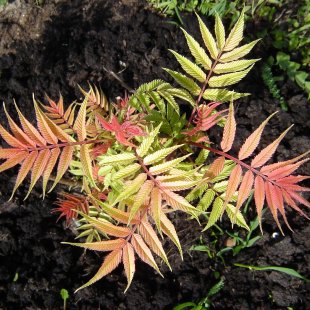 Sorbaria sorbifolia 'Sem'