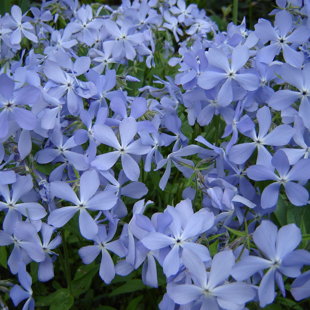 Phlox divaricata