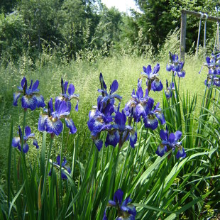 Iris sibirica