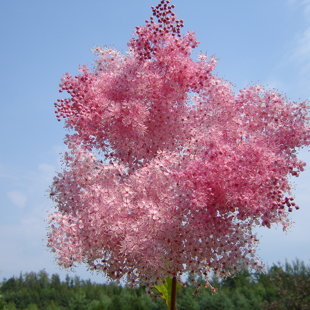 Filipendula rubra 'Venusta'