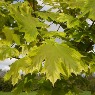 Acer platanoides 'Drumondii'