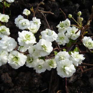 Spiraea prunifolia