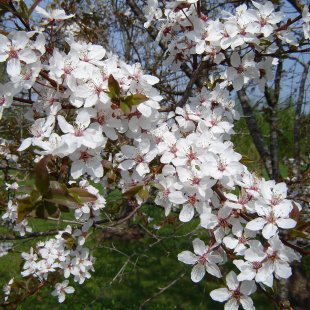 Prunus divaricata 'Spīdola'