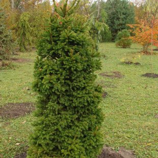 Picea abies 'Dundaga'
