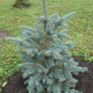 Picea pungens (atlase ar dzelteniem jaunajiem dzinumiem)