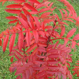 Sorbus ‘Autumn Spire’ / ‘Flanrock’