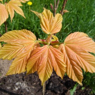 Acer pseudoplatanus 'Brilliantissimum'