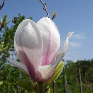 Magnolia soulangeana