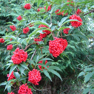 Sambucus racemosa