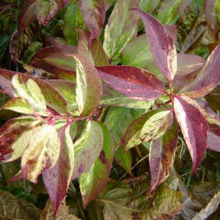 Leucothoe fontanesiana 'Rainbow' 