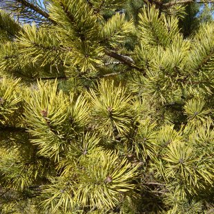 Pinus sylvestris 'Aurea'