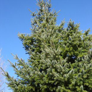 Picea omorika