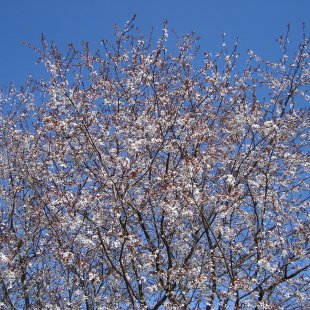 Prunus divaricata 'Spīdola'