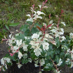 Crataegus laevigata 'Gireoudii'