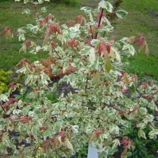 Acer campestre 'Carnival'