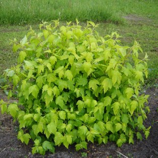 Physocarpus opulifolius 'Dart's Gold'