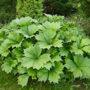 Rodgersia aescufolia