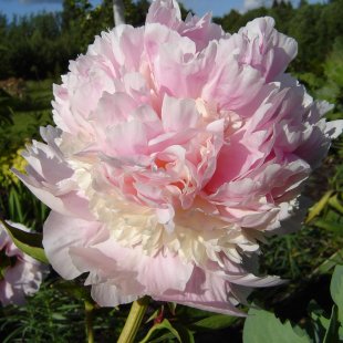 Paeonia ‘Angel Cheeks’