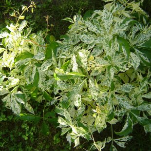 Parthenocissus quinquefolia ‘Star Showers’
