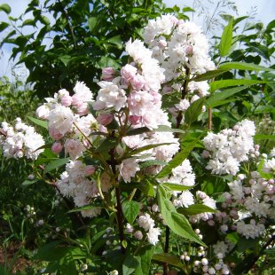 Deutzia hybrida 'Pom-Pom'