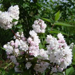 Deutzia hybrida 'Pom-Pom'