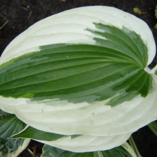 Hosta