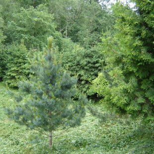 Pinus koraensis