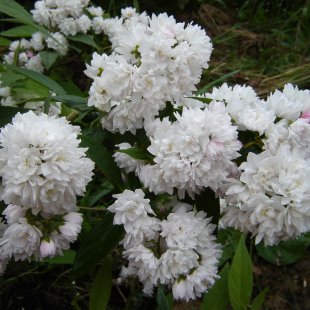 Deutzia hybrida 'Pom-Pom'