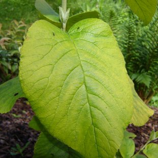 Viburnum lantana ‘Aureum’