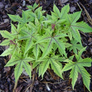 Filipendula multijuga 'Red Umbrellas'
