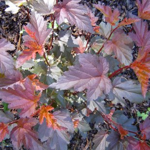 Physocarpus opulifolius ‘Diable D’Or’ / ‘Mindia’