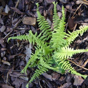 Athyrium filix-femina 'Dre's Dagger'