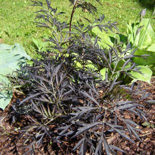 Sambucus nigra 'Black Lace' / 'Eva'