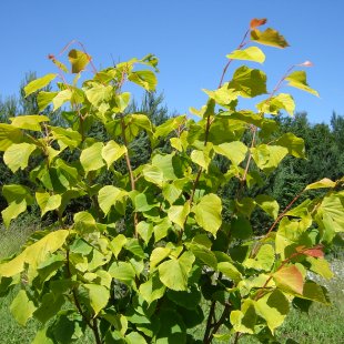 Tilia x europaea ‘Wratislaviensis’ 