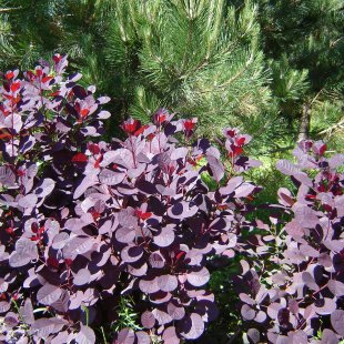 	Cotinus coggygria 'Royal Purple'