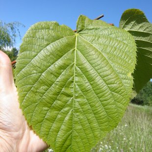 Tilia americana 'Macrophylla'