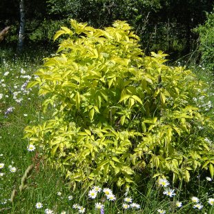 Sambucus nigra ‘Aurea’
