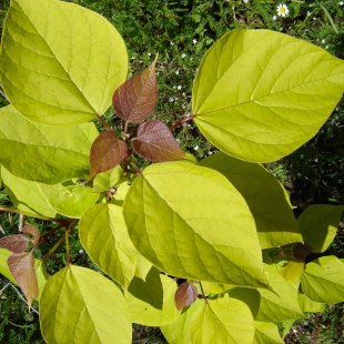 Catalpa bignonioides ‘Aurea’