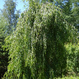 Betula pendula 'Youngii'