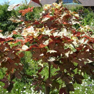 Acer pseudoplatanus 'Esk Sunset'