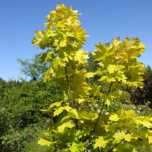 Acer platanoides 'Princeton Gold'
