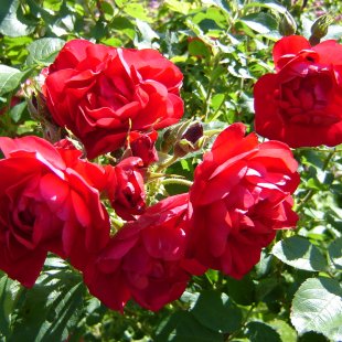 Rosa rugosa 'Hansaland'