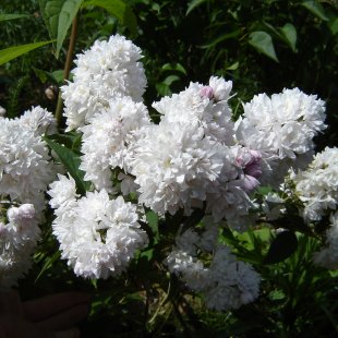 Deutzia hybrida 'Pom-Pom'