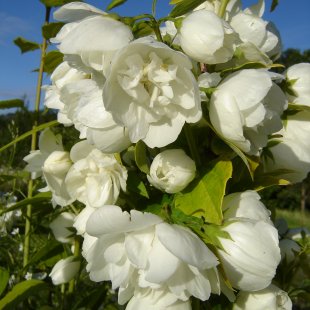 Philadelphus 	‘Yellow Hill’ 
