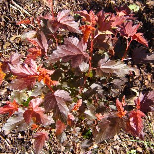 Physocarpus opulifolius ‘Diable D’Or’ / ‘Mindia’