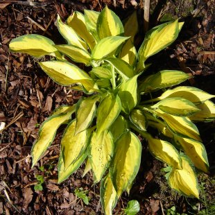 Hosta ‘Orange Marmalade’