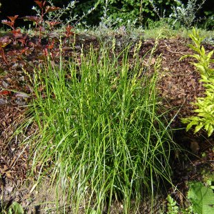 Carex muskingumensis