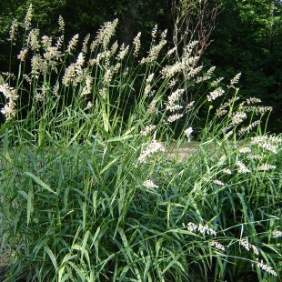 Phalaris arundinacea 'Variegata'